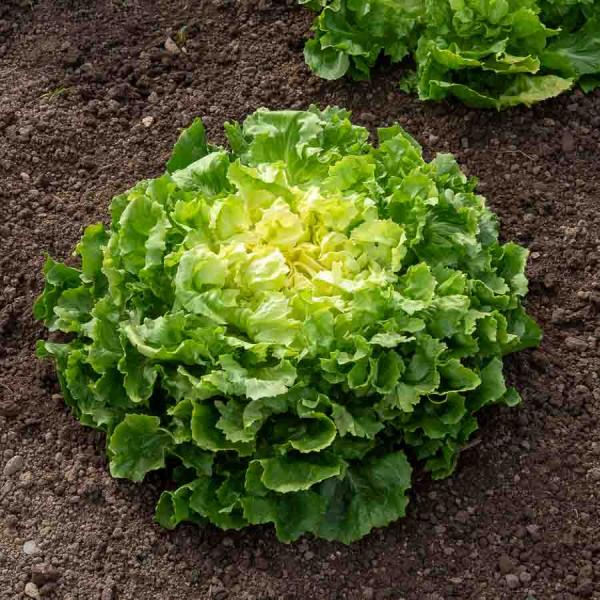 Potagères - Chicorée Scarole Grosse Bouclée 2 - face recto